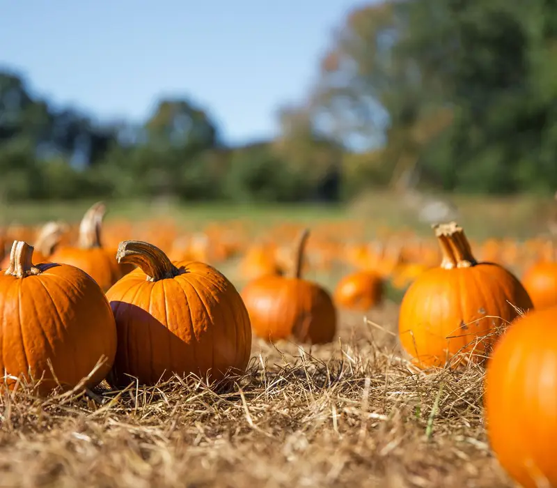 Kürbisfest in Oskarshausen